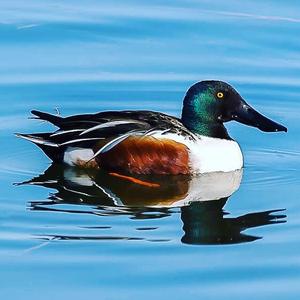 Northern Shoveler