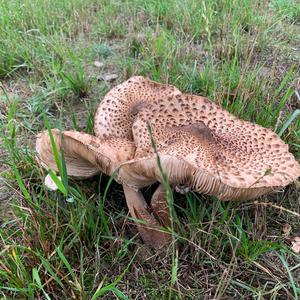 Parasol Mushroom