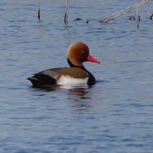 Cinnamon Teal