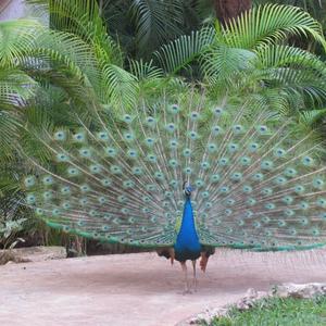 Indian Peafowl