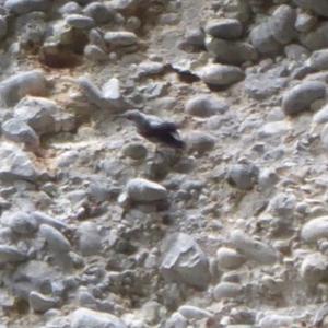 Wallcreeper