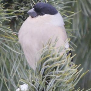 Eurasian Bullfinch