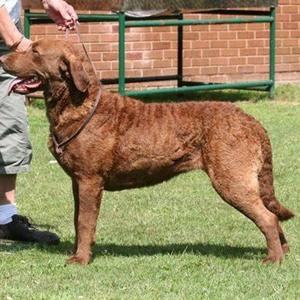 Retriever (Chesapeake Bay)