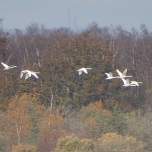 Mute Swan