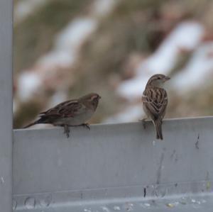 House Sparrow