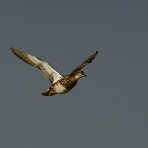 Gadwall