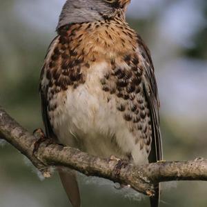 Fieldfare