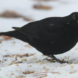 Eurasian Blackbird