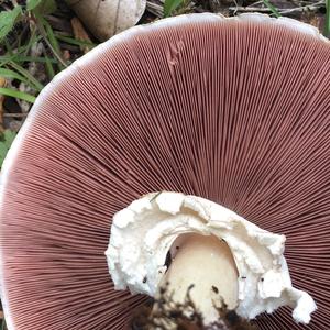 Yellow-foot Agaric