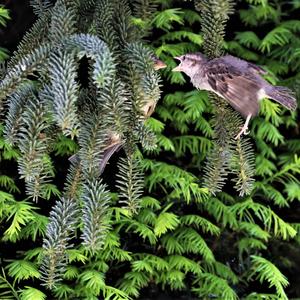 House Sparrow