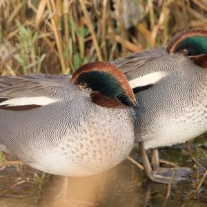 Common Teal