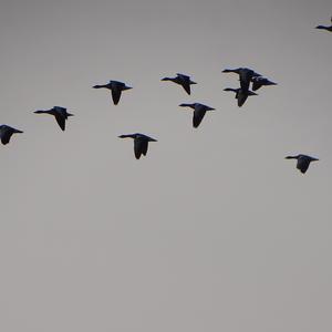 Common Shelduck