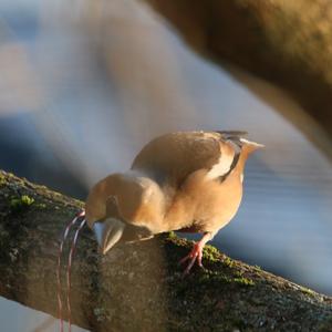 Hawfinch