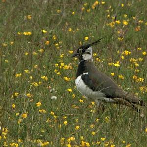 Northern Lapwing