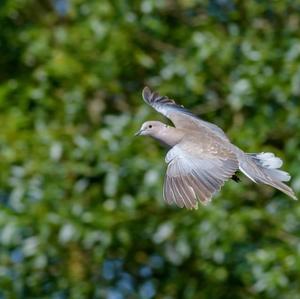 Eurasian Collared-dove