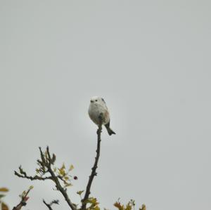 Long-tailed Tit