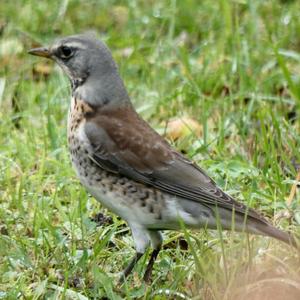 Fieldfare