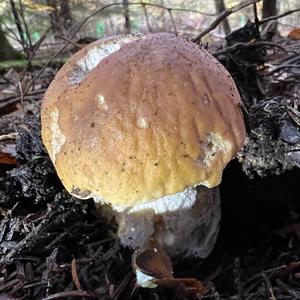 King Bolete