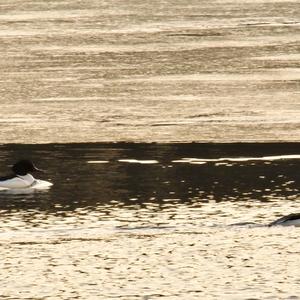 Common Merganser