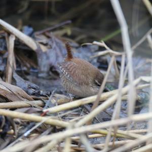 Winter Wren