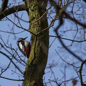 Great Spotted Woodpecker