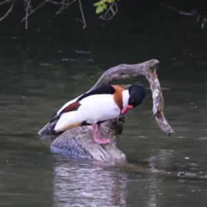 Common Shelduck