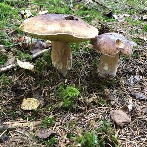 King Bolete