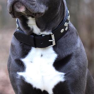 American Staffordshire Terrier