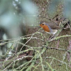 European Robin