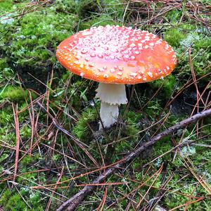 Fly Agaric