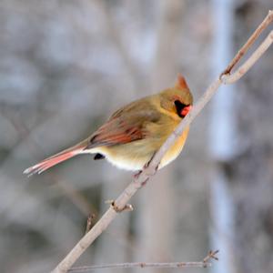 Northern Cardinal