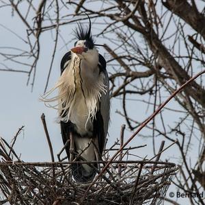 Grey Heron