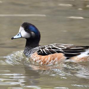 Chiloe Wigeon