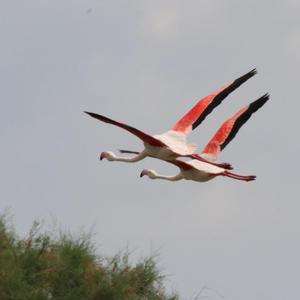 Greater Flamingo