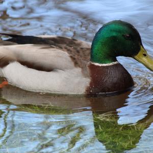 Mallard