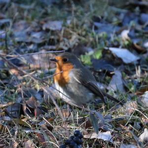 European Robin