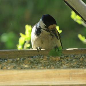 Great Spotted Woodpecker