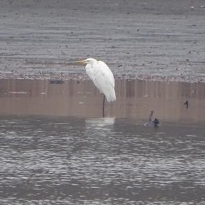 Great Egret