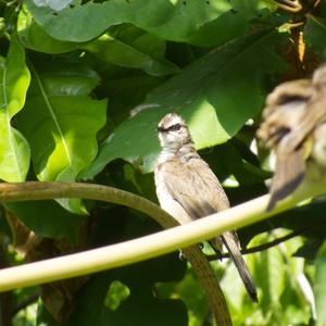 Yellow-vented Bulbul