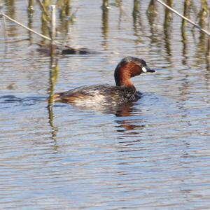 Little Grebe