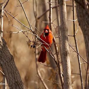 Northern Cardinal