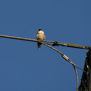 Peregrine Falcon