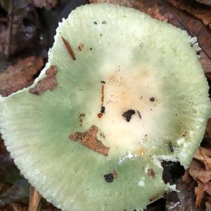 Tacky Green Russula