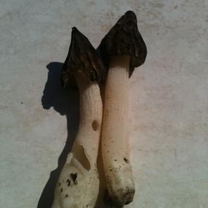 Half-free Morel