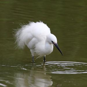 Little Egret