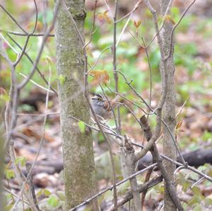 White-throated Sparrow