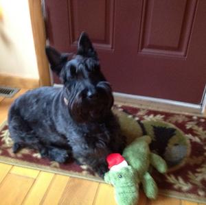 Scottish Terrier