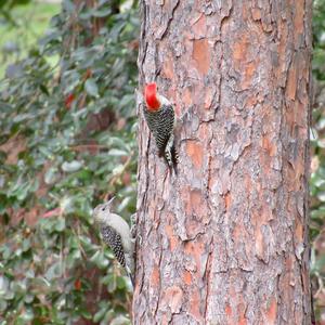 Red-bellied Woodpecker