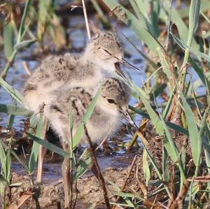 Black-winged Stilt