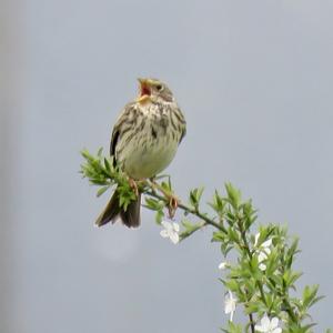 Corn Bunting